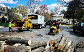 Best Stump Grinding and Removal  in Niantic, CT